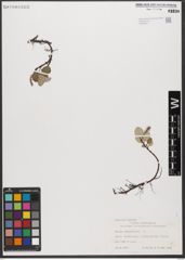 Foto von Salix reticulata L.